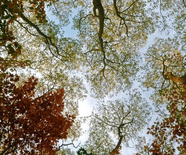 autumn-autumn-color-autumn-leaves-3095293